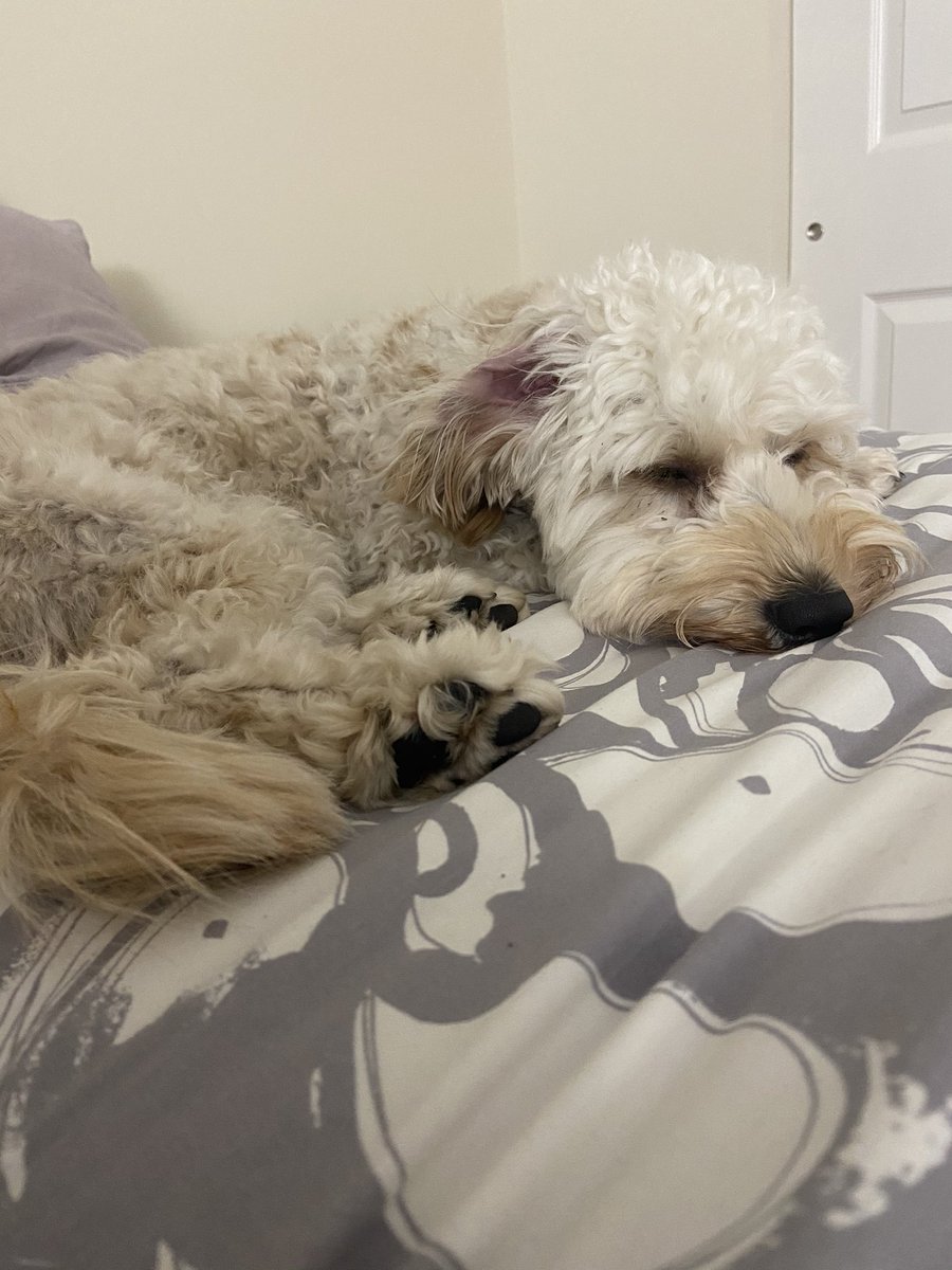 RLAnderson_'s tweet photo. My puppy while on an important zoom call: jumping onto the dresser, barking at the wall (at literally nothing), and running around the room with clothes in her mouth.

2 seconds after the call ends: https://t.co/cWHwEO7JH0