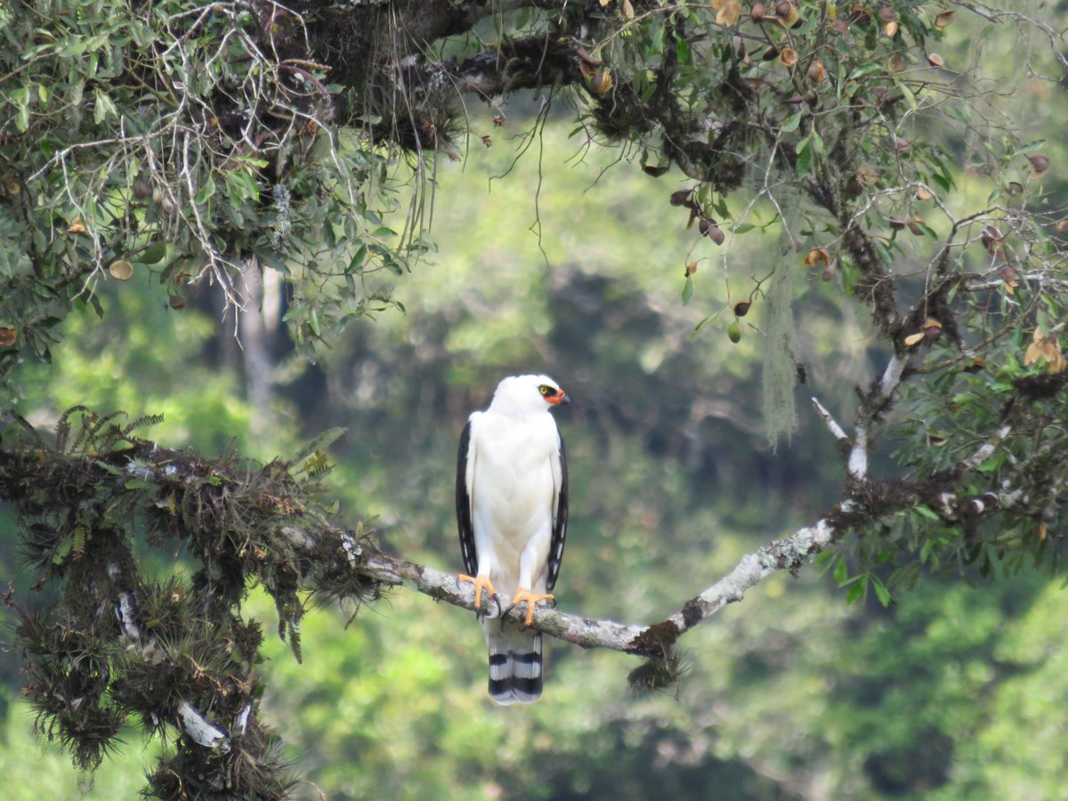 MdeAndradeJr's tweet photo. Astonishing black-and-white hawk-eagle (Spizaetus melanoleucus) in the northern highlands of #SantaCatarina, #Brazil, thanks to Douglas Meyer for showing us the ropes 🦅 #bird #raptors #hawk #eagle #nature https://t.co/1z5GX4rnpz