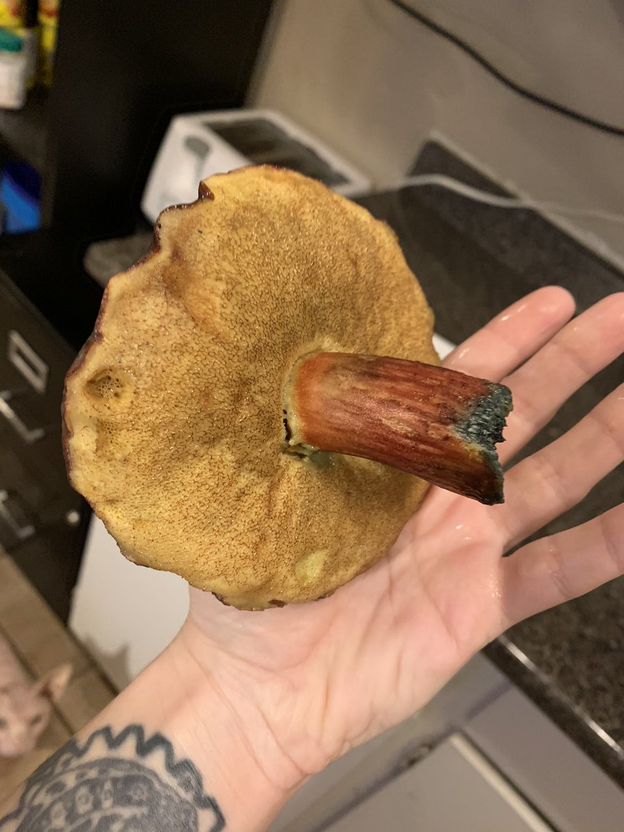 GoblinBugGirl's tweet photo. @ArtOfMaquenda Seems I found some Bolete myself today!  They’re leaving blue/green spots on my paper towel from the stem. Interesting!

#bolet #boletusedulis #mushrooms #mushroompicker https://t.co/A6oessqyAa