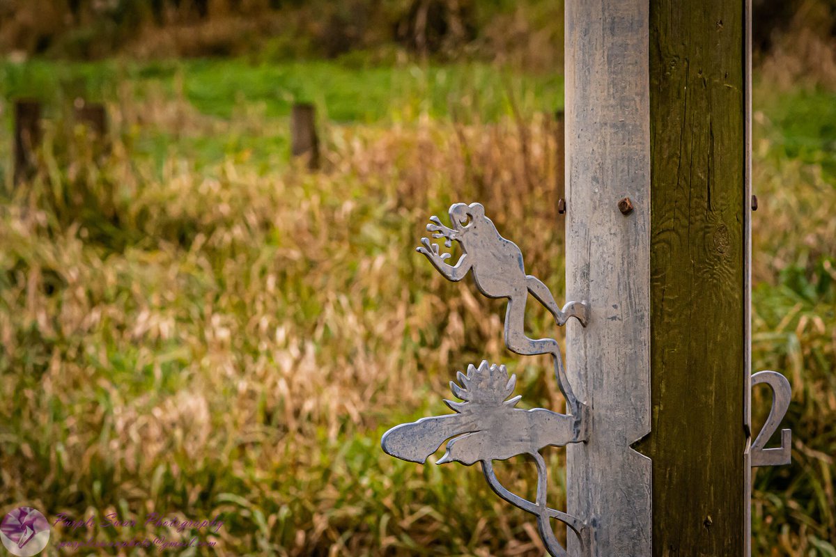 purpleswanphoto's tweet photo. Hi #WorcestershireHour, hope you’re all OK. I’ve been processing more pics for my Lockdown 2.0 album which I’ll share soon! Here’s a sample, taken in #ChapterMeadows, purchased on behalf of the people of Worcester by the Duckworth Worcestershire Trust. #DuckworthHour #RIPCecil https://t.co/4QmkfCGQ0q