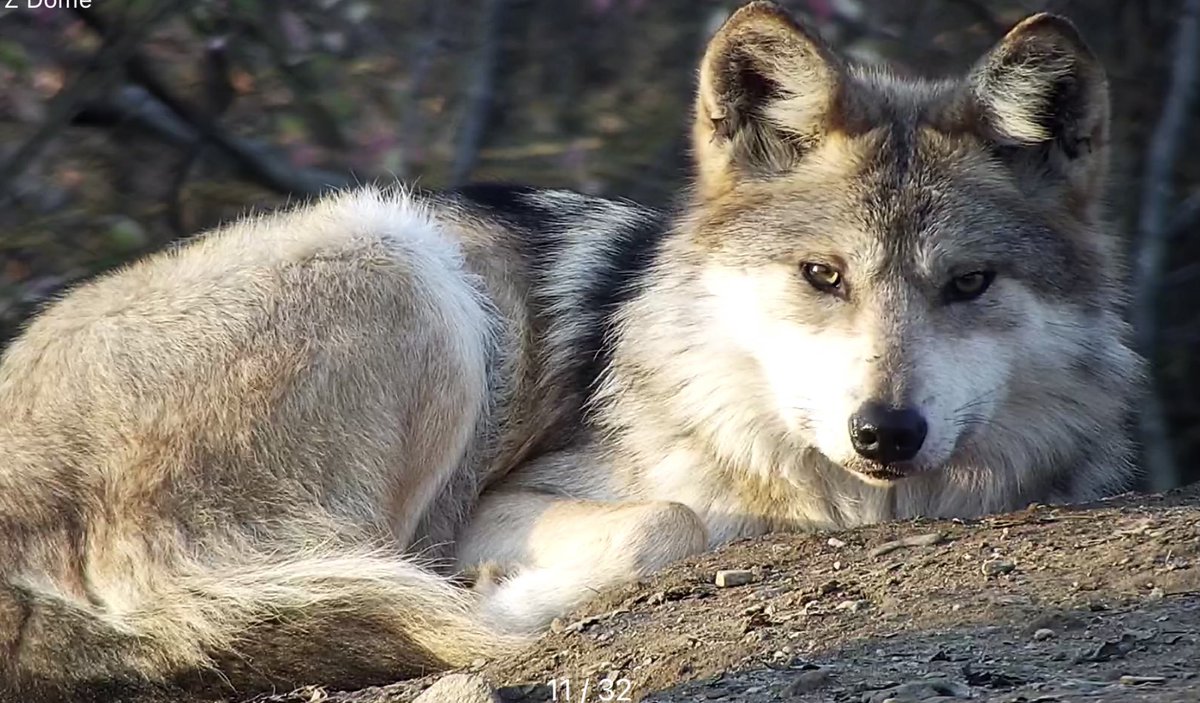 nywolforg's tweet photo. The Mexican gray wolf or “lobo” is the most genetically distinct lineage of gray wolves in the Western Hemisphere, and one of the most endangered mammals in North America. 

Join beautiful Hélène right now ➡️  https://t.co/6WxF0aPhtu https://t.co/haUQxVKiQr