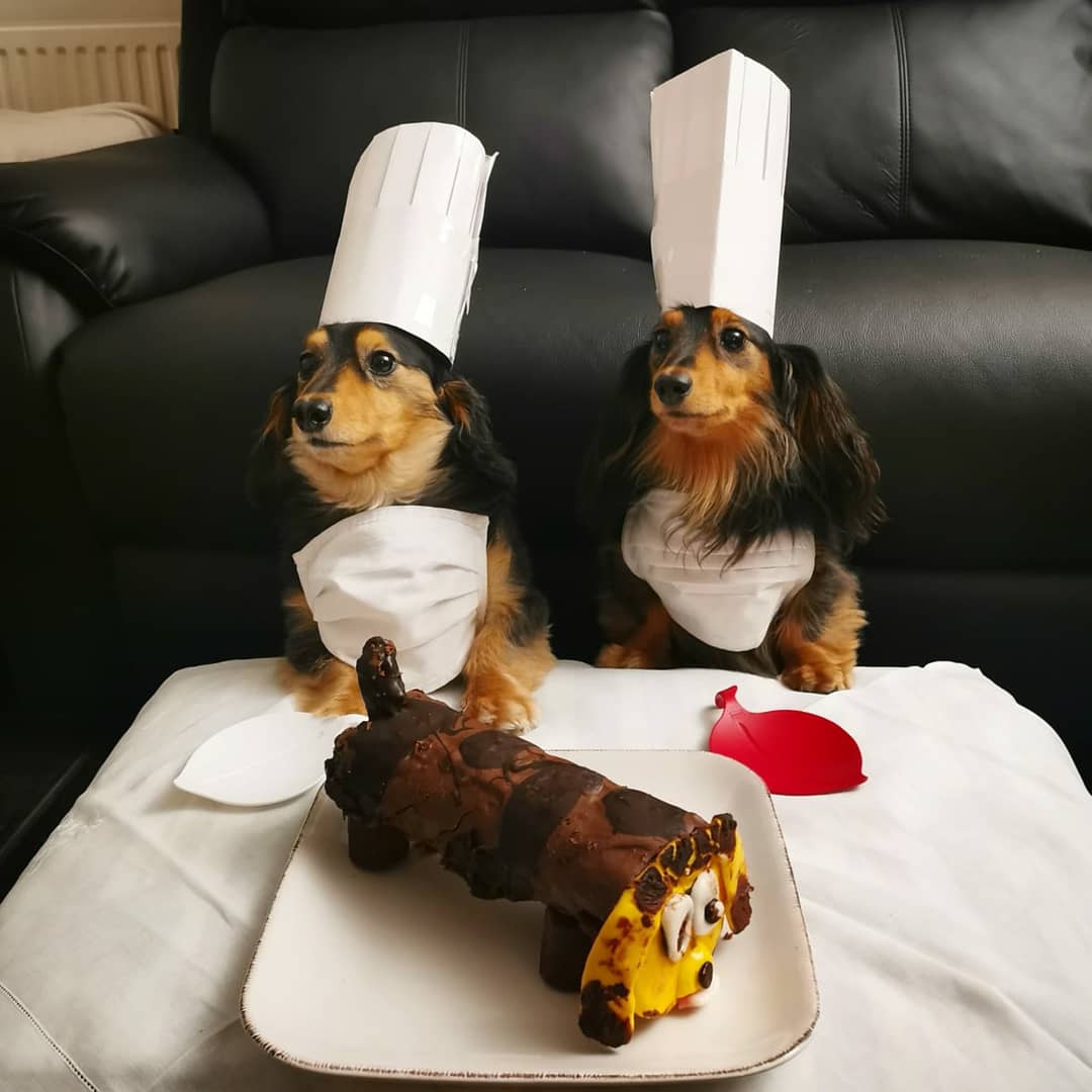 BelfastMarrow's tweet photo. We asked Frankie and Freddie to make a Caterpillar cake and this is what they came up with 😂
Possibly the Marrow Dogs' finest work yet. Thanks to Frankie and Freddie for being ADORABLE and to the incredible Una who made this happen 🥰
#MarrowDogs #GBBO #GBBOTwitterBakeAlong https://t.co/gzX5xACnHR