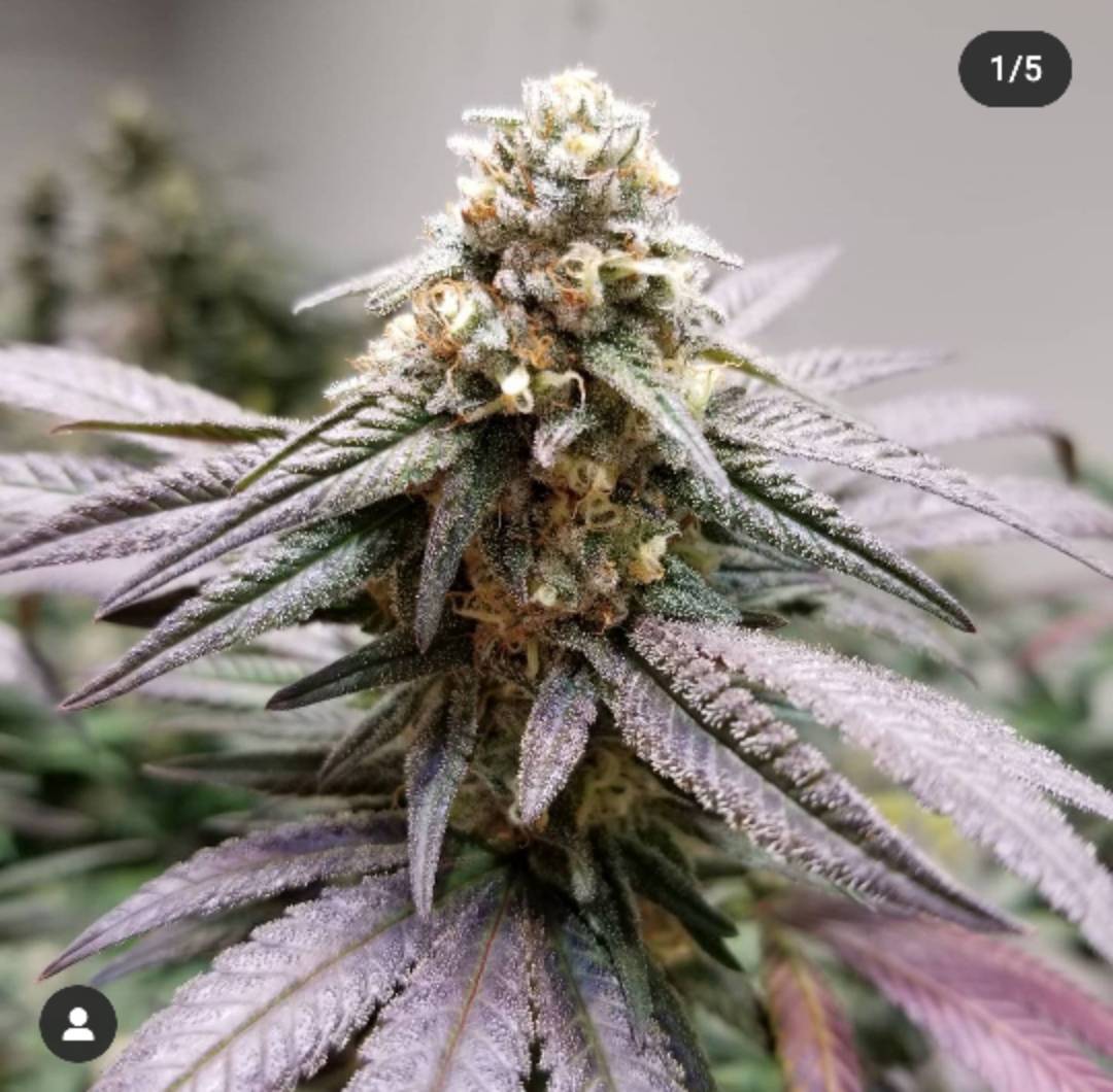 WGREGO202's tweet photo. Big shout out to @highvibrationsoklahomallc on the awesome work grow these mouth watering buds! Grown with the power of Optic LEDs #teamoptic #opticledgrowsquad #opticled #Dimmable #WeStackNodes #HighTimes #optic6gen4 #budz #frostycolas #ledgarden #budporn #topshelf #topnug #dank https://t.co/RcMp24dKlg