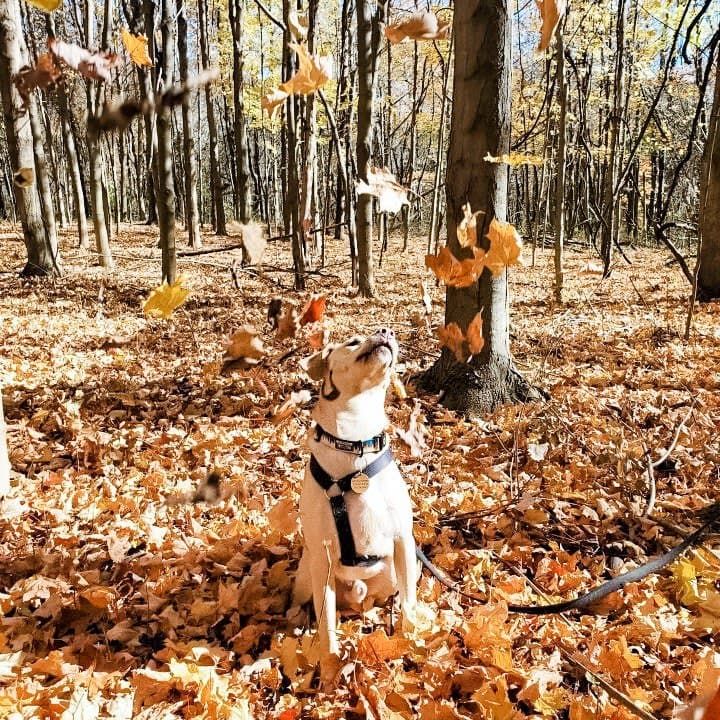 woofwelldogs's tweet photo. Strong fall vibes today ๐ ๐ ๐ถ
#fall #dogoftheday #nature #photooftheday #naturephotography #woofwelldogs
๐ท by Josh C. and Abby S. (Facebook Woofwell Dog love Group) https://t.co/HnnLgNzvD6