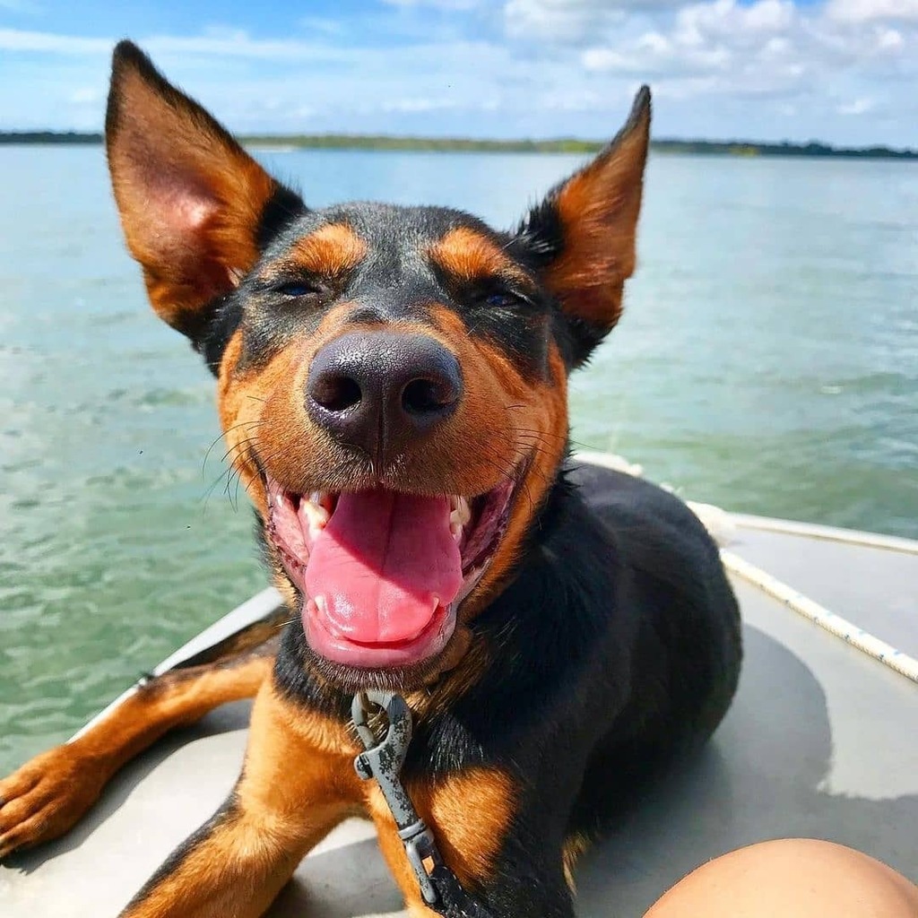 Kelpie Country (@kelpiecountry) / Posts / X