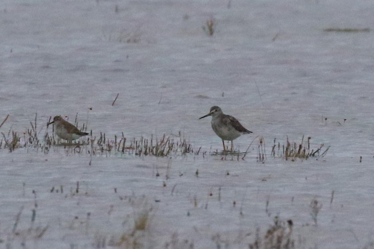 Rasmus Strack tweet media