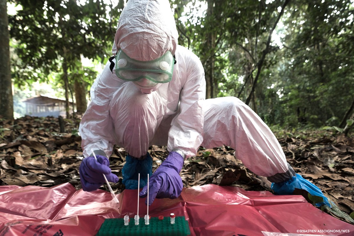 #NoticiasWCS | <a href="/TheWCS/">WCS</a> y el Ministerio Federal de Relaciones Exteriores de #Alemania presentan el 17/18nov, la #ConferenciaVirtual "Un planeta, una salud, un futuro: Avanzando en un mundo posterior al #Covid19", con expertos en zoonosis.
💚💙Inscripciones: bit.ly/2UujPSQ