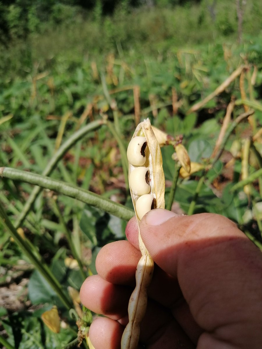 EMiranda_YUC's tweet photo. Variedades de Vigna unguiculata en reproducción #Kantunil #Yucatán para los tradicionales pibes yucatecos
@agricultura_yuc @Hub_Yucatan @PlataforMas_Sur https://t.co/uTJ8h5ybFv