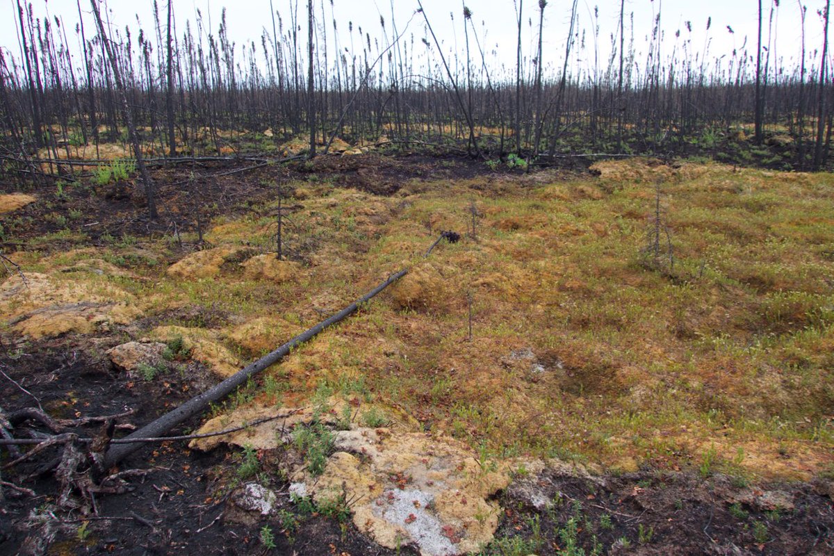 One issue that  @99piorg did not address is . This is so important for  peat. Turns out, when I found the drainage plots, half of the area had burned in the Chisholm fire in 2001. Here is a photo of what a burned peatland can look like. 8/