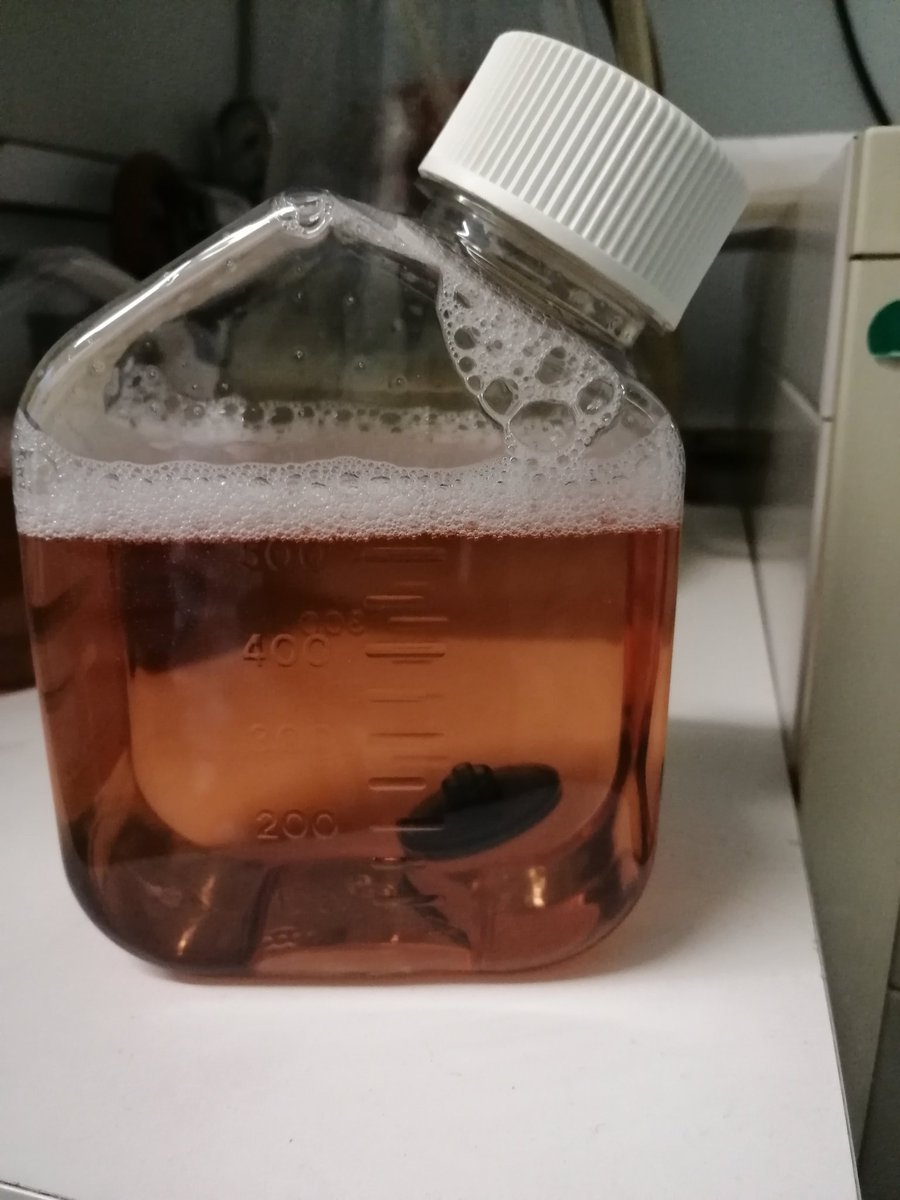 ApicellaClara's tweet photo. Sterile technique... failed🤗 #phdlife  #research https://t.co/EA4utaER5a