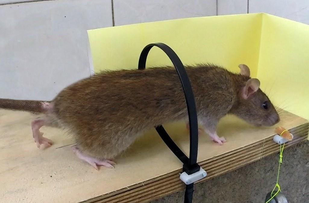 Что можно домашним мышам. Мышь квартирная. Мыши в доме. Завелись мыши. Грызуны в квартире.