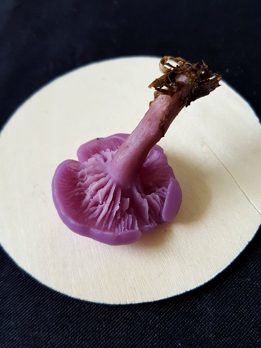 VANILLAMARY808's tweet photo. Hi😁What's this? I found it in the rain today🍄 #mushroom #mushroompicker #purplemushroom #purplewaxmushroom it looks kinda waxy &amp; it's thick #mycology 👍💗😁🍄🍄🍄 https://t.co/7jWgqrbpGy