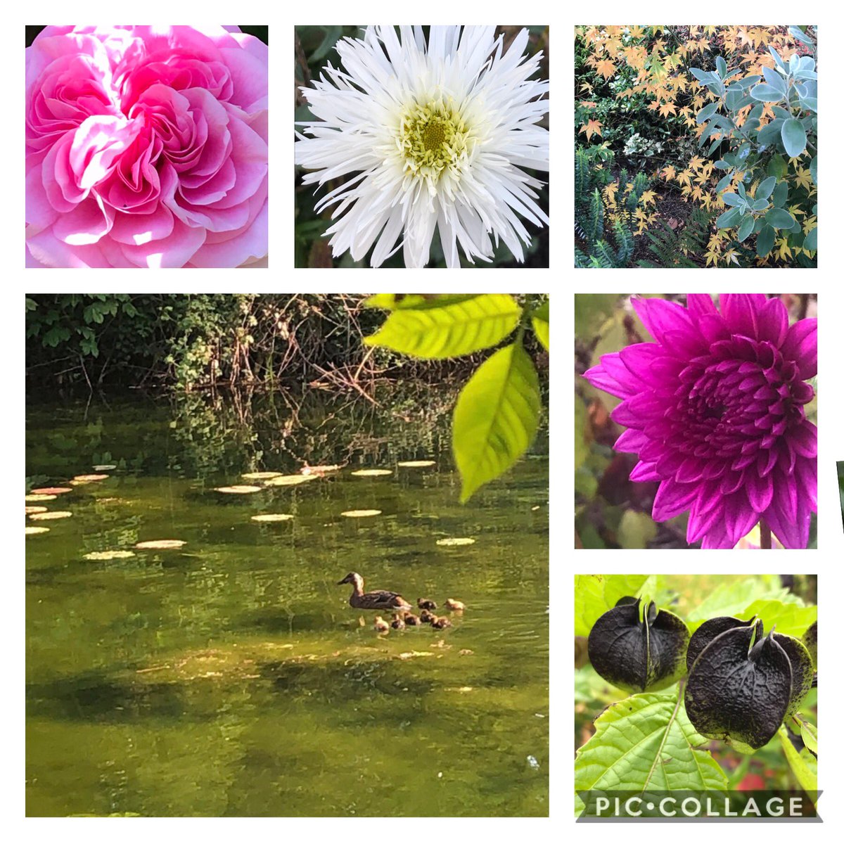 Some Autumnal leaves, flowers and ducklings for this evening’s #GardensHour #keepwell #keephappy #keepsmiling 😊