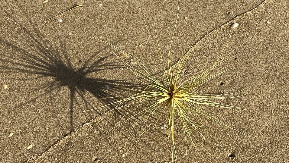 For those who come to class online I will teach a morning intensive online next week Tuesday 24th to Friday 27th November.

Join me for these days. If you are unable to attend the live stream please let me know and you can have the class sent to you to do it in your own time.