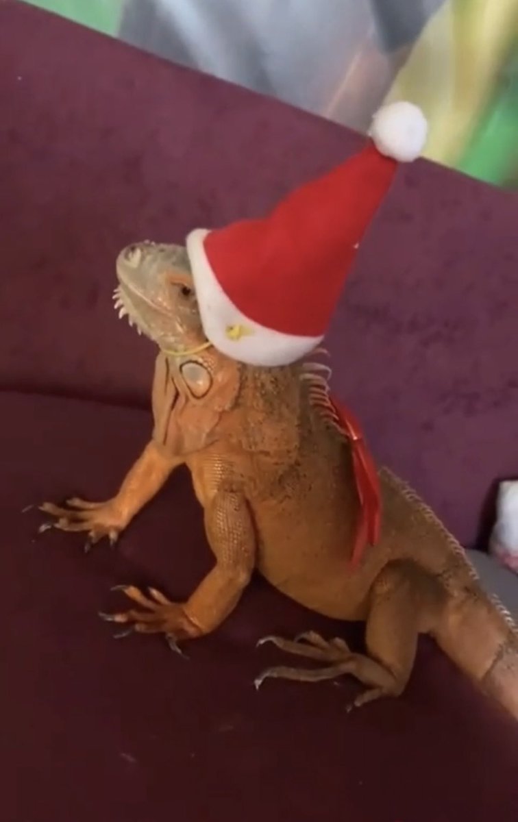Lisa_kacoza's tweet photo. @MyPrinceDamien ❤️🦎🎅🏽 https://t.co/7OGKpLw7pt