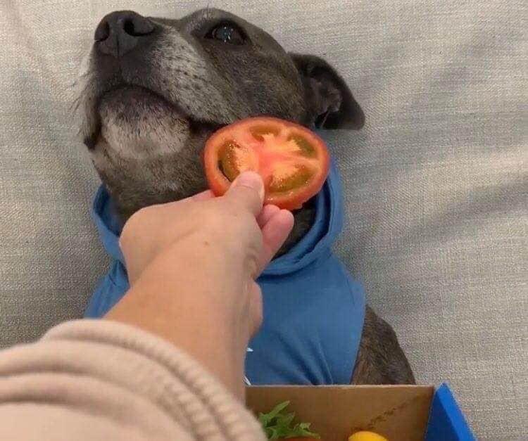 heiitorbarros's tweet photo. mano tadinho olha a cara do dog 🥺 https://t.co/ylFN5GB3Kv