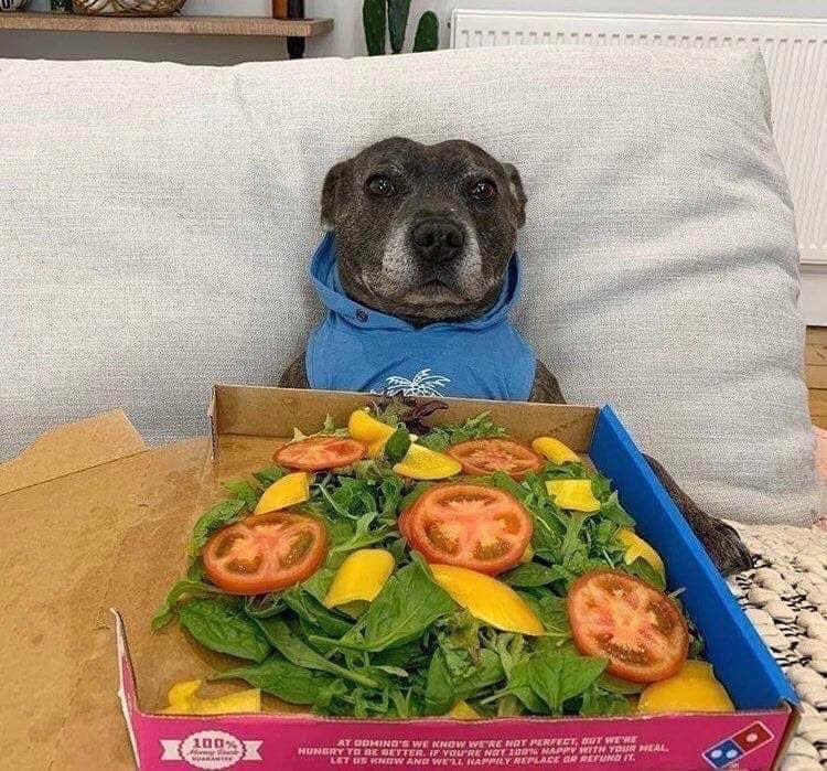 heiitorbarros's tweet photo. mano tadinho olha a cara do dog 🥺 https://t.co/ylFN5GB3Kv