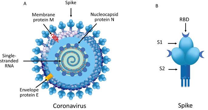mRNA Coronavirus Vaccines  This is an explanation about the science behind our mRNA vaccine. I KNOW it’s lengthy. I’m sorry I get carried away but I can’t help it! (You asked for it!) If anyone has any questions I will always try to answer to the best of my ability.