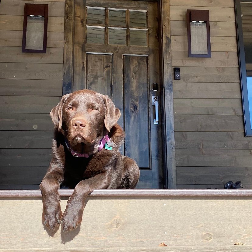 BuddyDrops's tweet photo. Where did the weekend go? 💭 💭

#mybuddydrops #dogcbd #petcbd #dogsoftwitter https://t.co/pw8LflChC6