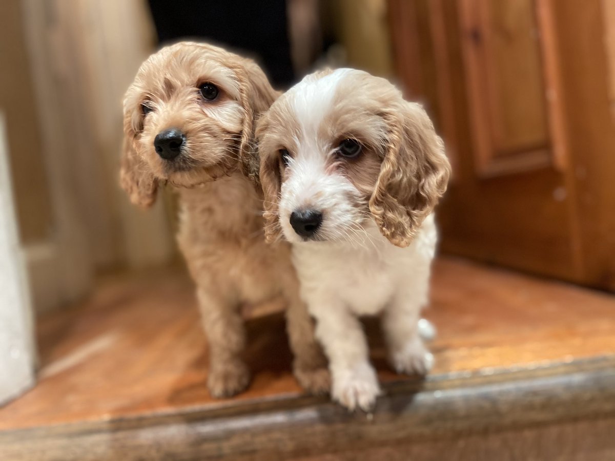 GhislaineHowa10's tweet photo. This Willow and Rowen, my mums new wee puppers. Amazing how much joy animals can bring eh? Feel free to share and spread some joy around. #puppy #joy #dogforlife #family https://t.co/Fhi8BdUHC8