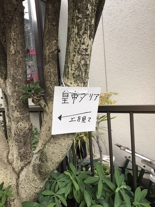 絶対罠だと思って貼り紙辿って上見たら本当にダリア咲いてた 