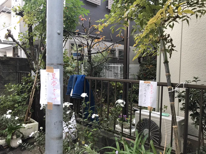 絶対罠だと思って貼り紙辿って上見たら本当にダリア咲いてた 