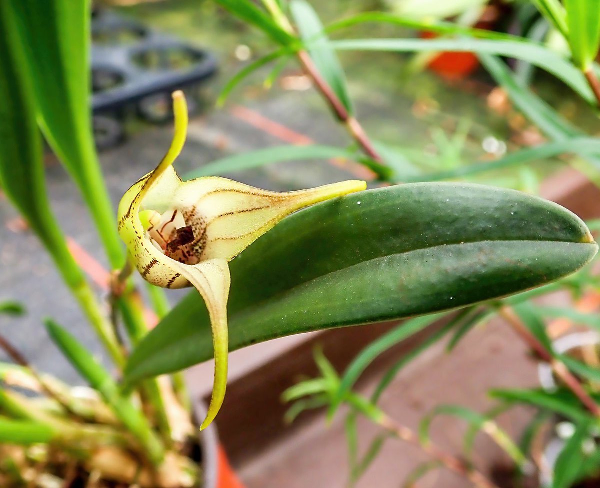 GroRaOrchideen's tweet photo. Masdevallia coriacea 🌼💛
.
.
.
.
.
.
#grossraeschenerorchideen #orchideen #orchids #masdevallia #orchideenliebe #orchidlover https://t.co/yHhtsUkJaK
