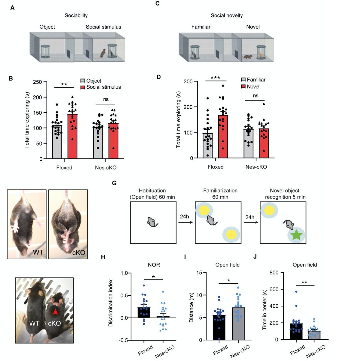 Exciting new work by Jin He Lab:  Established new autism spectrum disorder mouse model, which  reveals critical role of epigenetic factor ASH1L in neurodevelopmental disorders.
Via <a href="/biorxivpreprint/">bioRxiv</a>  biorxiv.org/content/10.110… #autism #neuroscience <a href="/msuresearch/">MSU Research</a> @MSU_NatSci
