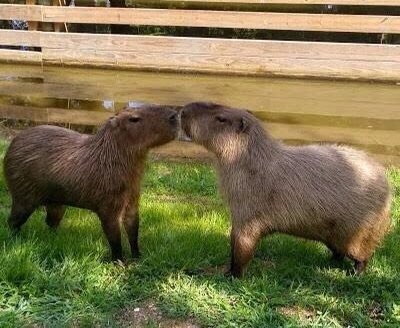 CapybaraCountry's tweet photo. two pretty best friends https://t.co/h3shZLsSkw