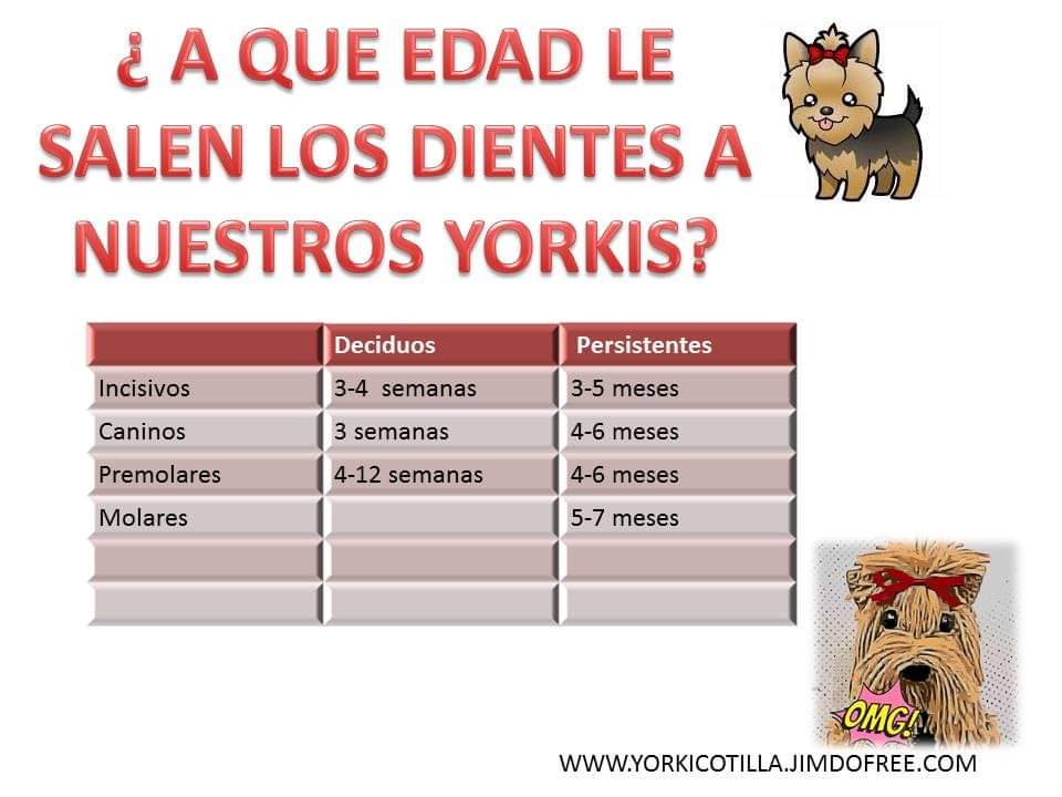 A Que Edad Cambian Los Dientes Los Perros Yorkshire