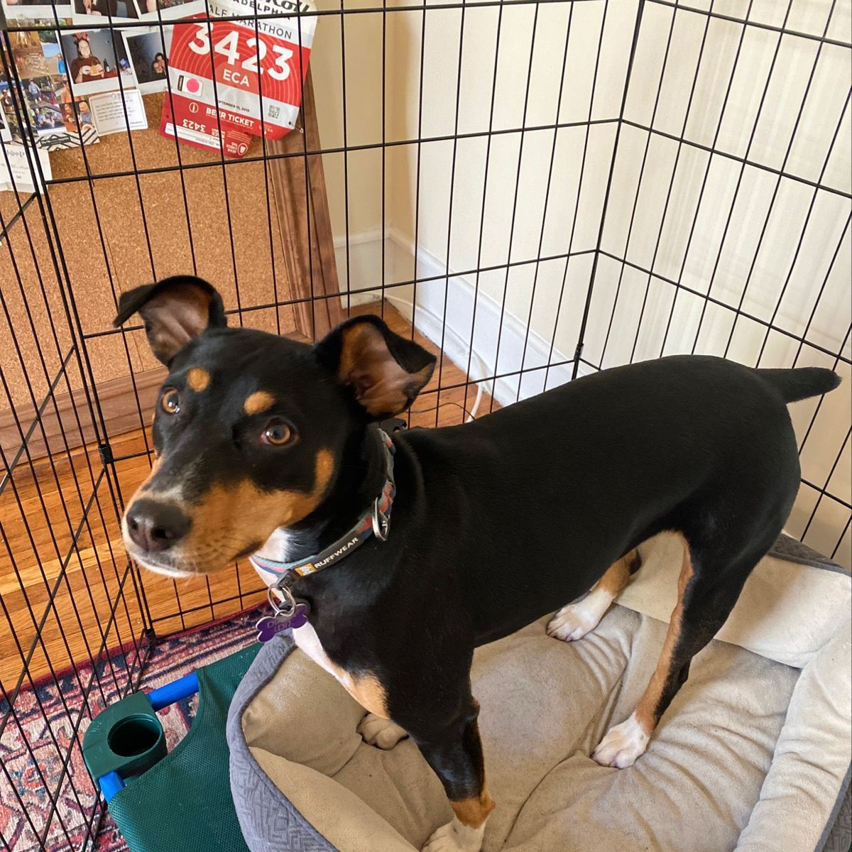 Spotwalk's tweet photo. Catch my good side pwease! ❤️ Diana

#dogsoftwitter #dogsofphilly #dogoftheday #dcdogmom #dcdogs #dogmom #seniorliving #dcnurses #phillypets #nursing #dogsofdc #seniors #phillydogs #philly #pennmedicine #westphilly @pennmedicine #phillyvets #aarp #woof #pawsome #templehealth https://t.co/SViccfd5Y6