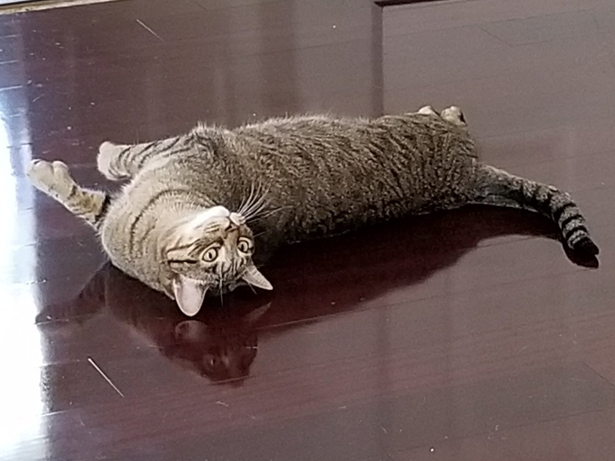 TriggyExtraToes's tweet photo. @PickliciousF Sigh...please notice me , Pickle!  I'm bending over backwards for you! https://t.co/sr5Iecfoll