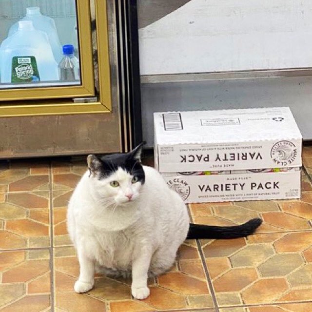 Bodegacats_'s tweet photo. 📷: @suicidalnapkin https://t.co/QG8KtqeG90