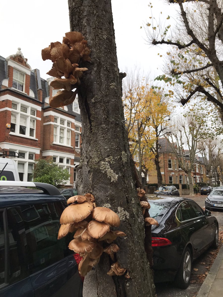 Catarinalondon's tweet image. Islington #fungimagic