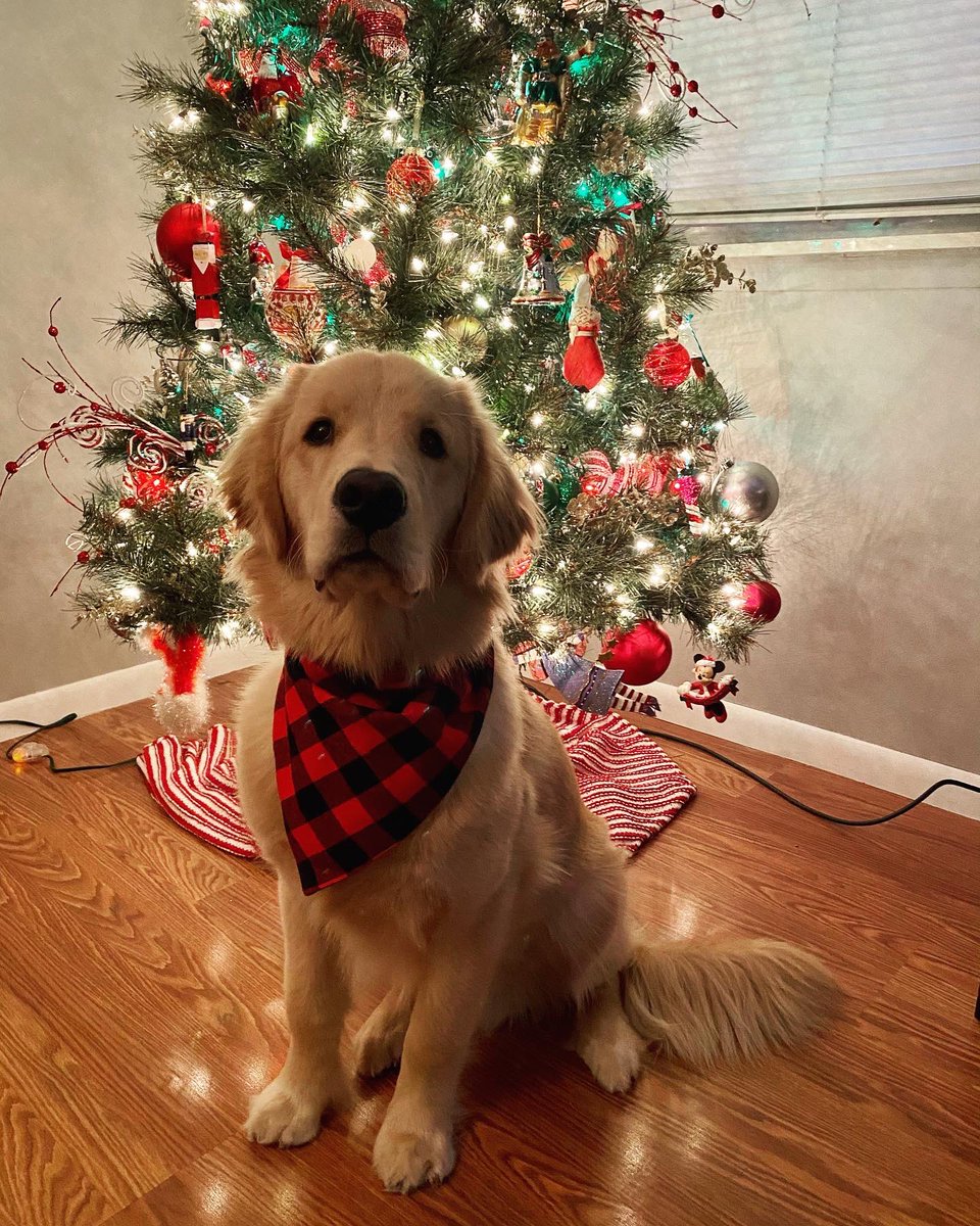sammy_caves's tweet photo. Harbor is ready for Christmas ❤️🎅🏻 #goldenretrievers https://t.co/qZo9isnHe3