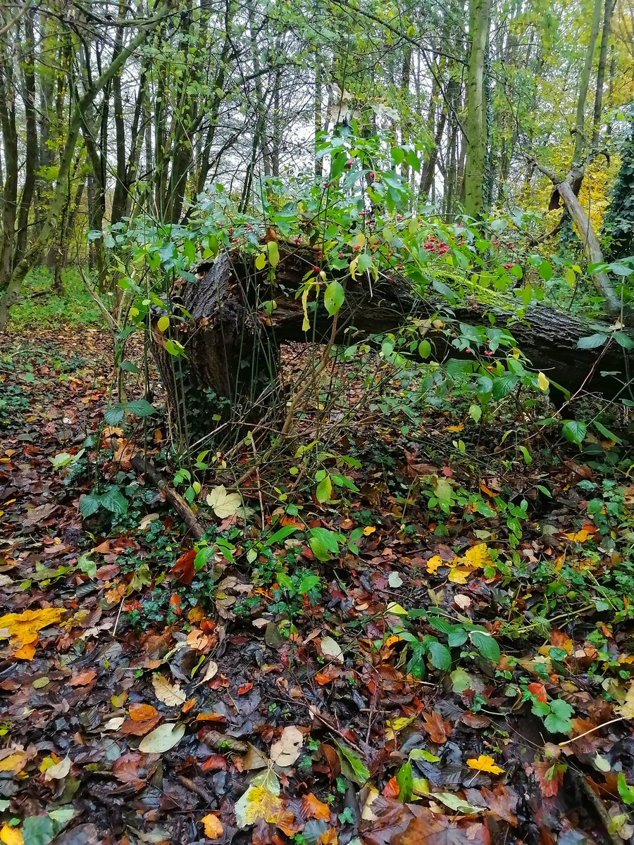 konfuziusmcpoop's tweet photo. We went on a lil forest adventure today ✨🌿🍃 https://t.co/pXiKHJGI5i