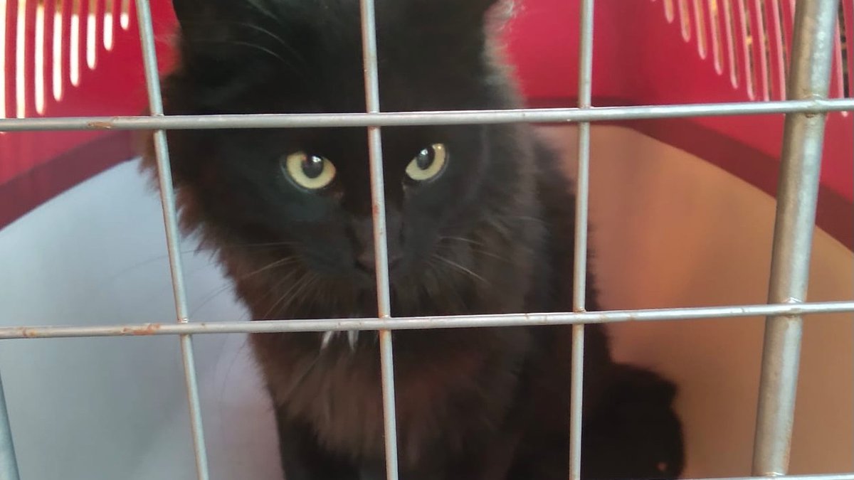 Ahoki vivía en la calle pero ahora ya está a salvo! Está esterilizada, chipada, y es negativa a leucemia e inmuno. Al principio es un poco tímida, pero en seguida te das cuenta de que quiere cariño. Necesita a alguien que le de la oportunidad de ser feliz! laperritavaliente.org/ficha-1170