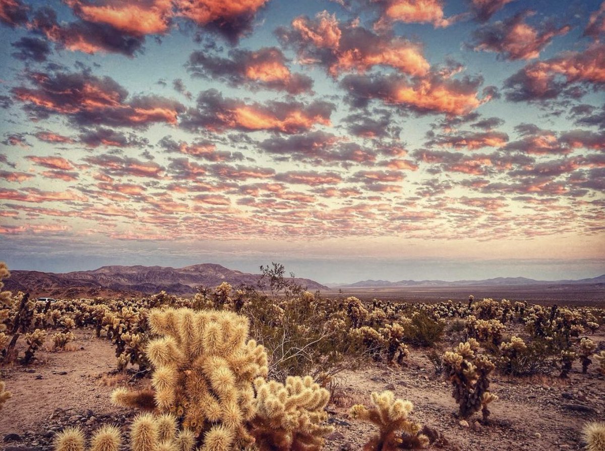AnInsidersGuide's tweet photo. Joshua Tree 
Coachella Valley Photo! - by Alma F. https://t.co/2lOu3RRJdP