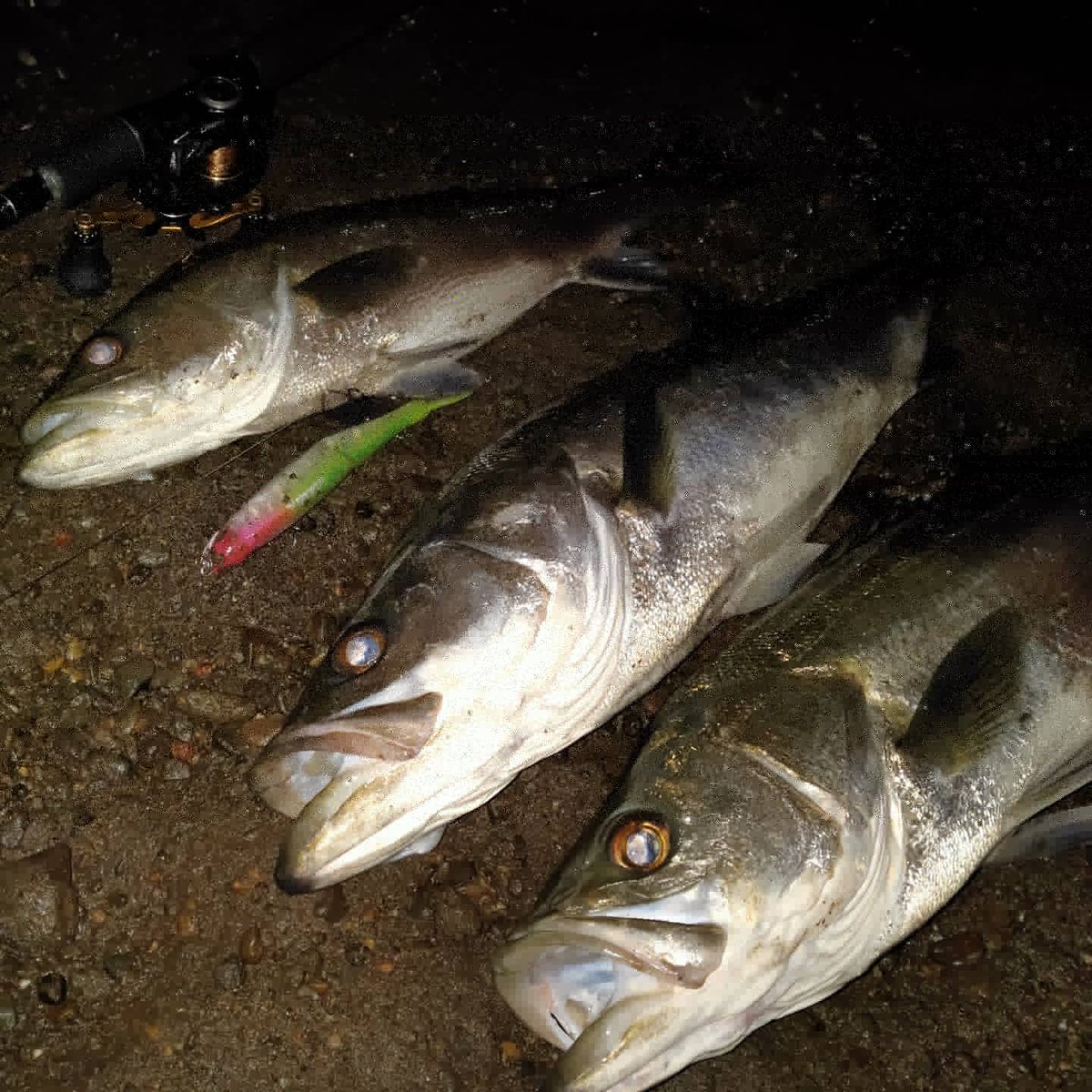 ジョイクロシーバス