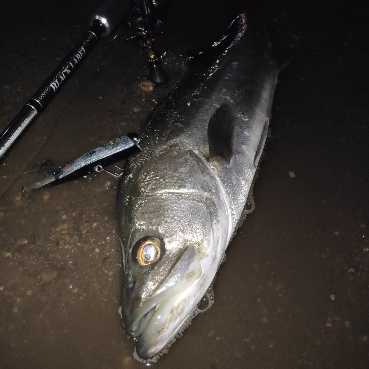 ジョイクロシーバス