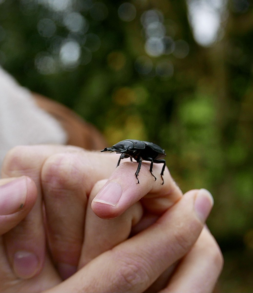 zoologyjack's tweet photo. I thought I’d spotted my last lesser stag beetle of the year a long time ago, until this guy appeared the other day! This time of year isn't that bad after all. https://t.co/sN4qXNzSqe