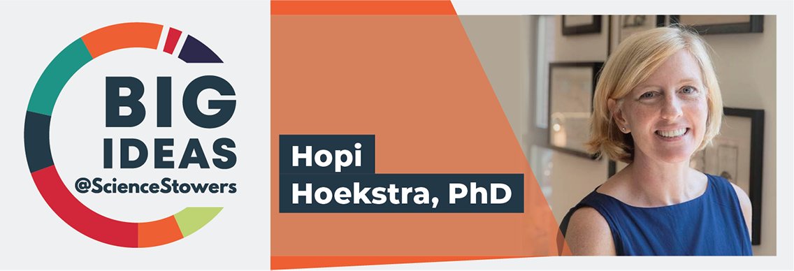 ScienceStowers's tweet photo. Did you miss Hopi Hoekstra's BIG IDEAS @ScienceStowers lecture on how and why animals vary and evolve in color? Or maybe you want to watch it again? Either way, you can find it on our website now:  https://t.co/CVeh0g2VlR

#BIGIDEASKC #ScienceinKC #StowersTalks https://t.co/UaKncTGliU