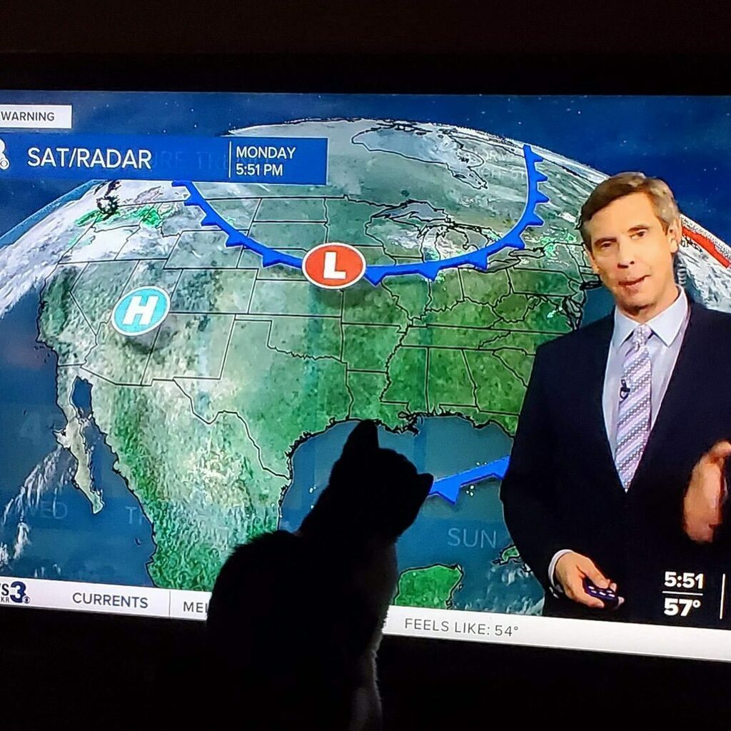 PatrickRockey's tweet photo. I’m very popular with the feline demographic. #tvweather #kitty #cat #catwatchingtv https://t.co/Ucrrc41Mr2 https://t.co/hmSm7zHiLq