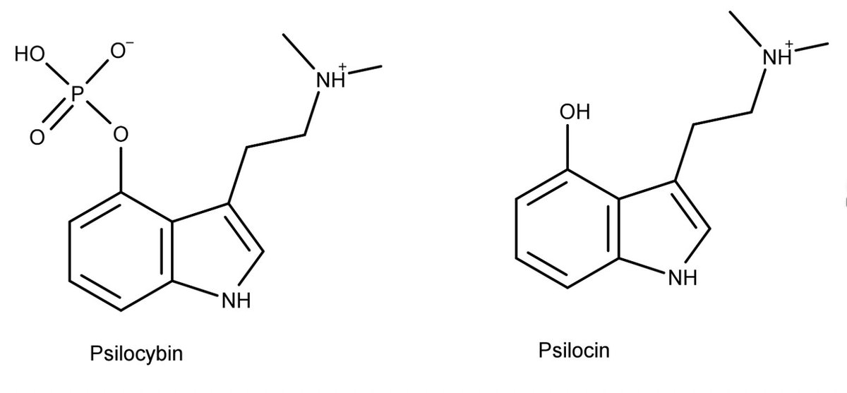 The active ingredients found in psilocybe genera mushrooms. They are considered a tryptamine that acts as signaling molecules between cells. Their resemblance to Serotonin make it that in the human body they attach themselves to a particular serotonin receptor called 5-HT2a