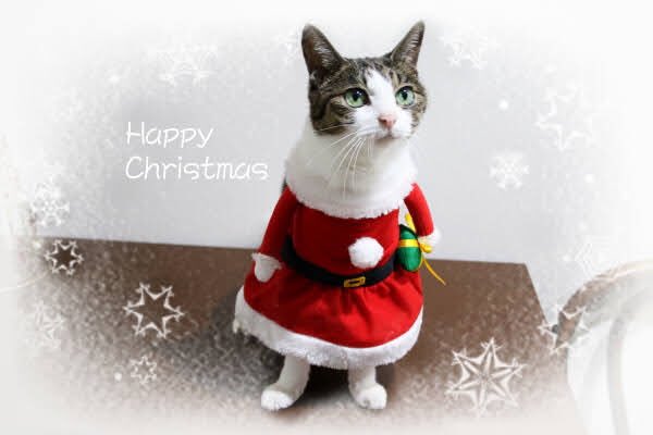 288os's tweet photo. #せと打ってクリスマスにもらえるもの

😸 による 精神的ストレス緩和 という プレゼント 🎁

#猫のいる暮らし #猫好き #猫のいる幸せ #猫好きさんと繋がりたい #CatsOfTwitter #TheCatwho....🐈 https://t.co/VvWARzsc3f