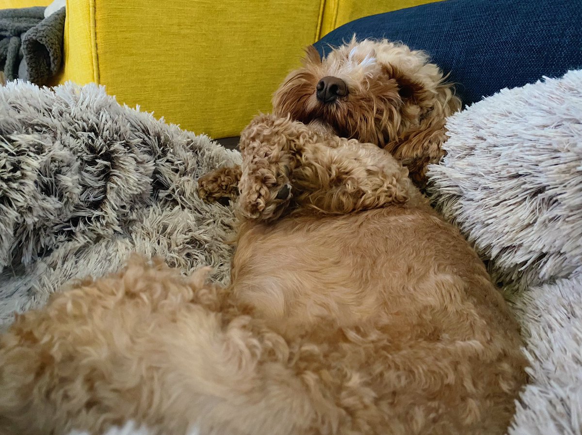 lilymoocockapoo's tweet image. The Assistant just woke up to me sniffing her face (to make sure she’s still alive) &amp;amp; jumping off the bed to sit by the door - she assumed it must be morning. Looked at her phone... 11PM🤦‍♀️ Now she’s complaining she’s wide awake and hungry, but I’m going back to bed..🤣 #fooledya