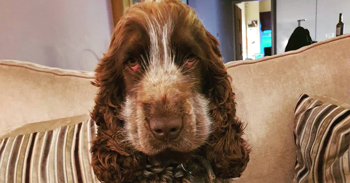 wendychambLD's tweet image. Missed a number of phonecalls from home during tonight's #PensionsBill debate. Turns out there's a live rat in the utility room (NOT the kitchen). My question is what are this pair going to do about it?? 😱