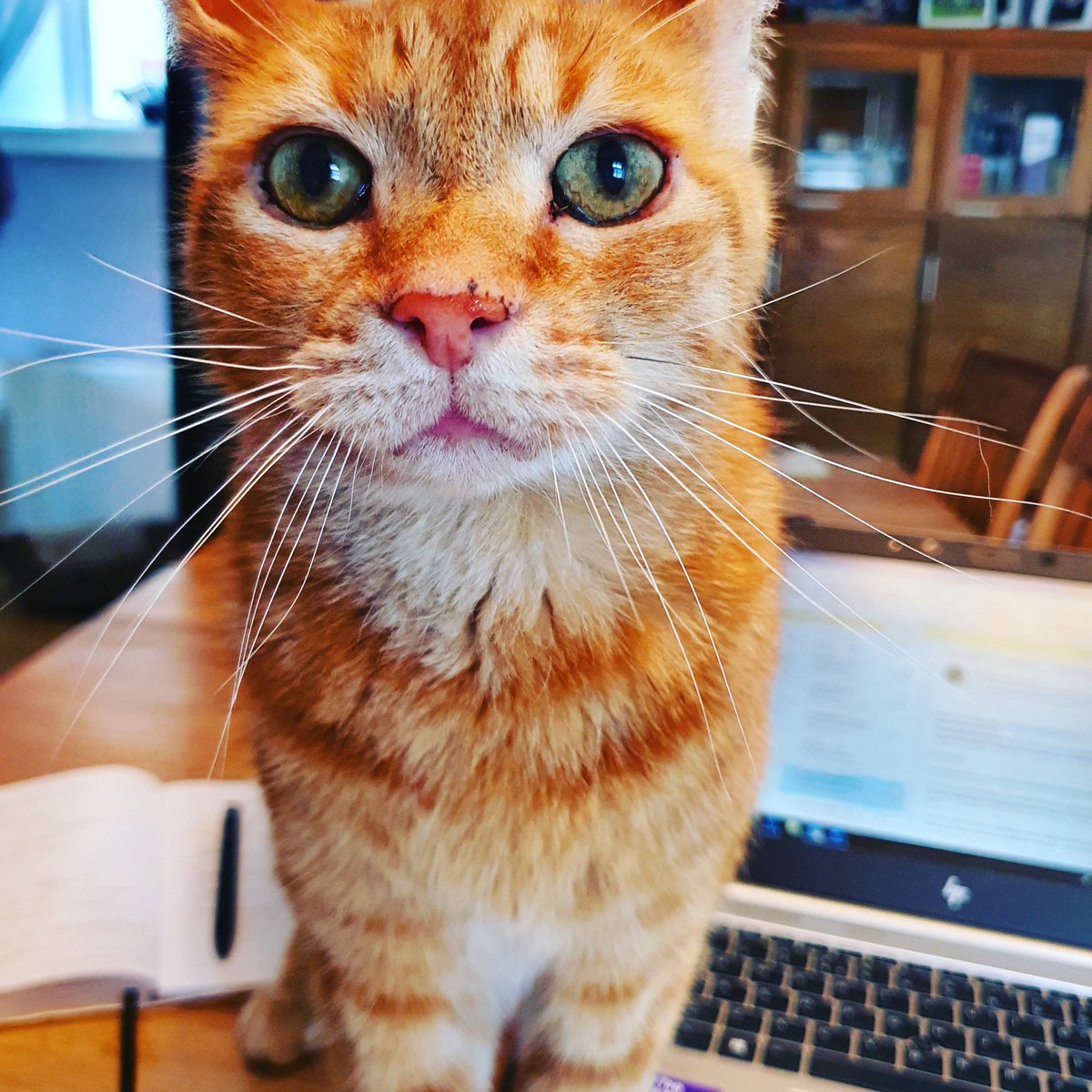 wendychambLD's tweet image. Missed a number of phonecalls from home during tonight's #PensionsBill debate. Turns out there's a live rat in the utility room (NOT the kitchen). My question is what are this pair going to do about it?? 😱