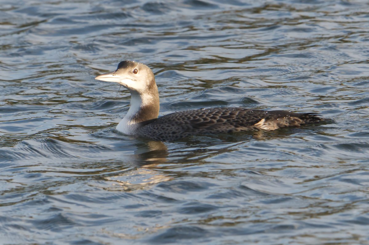 Skeights's tweet photo. Juvenile, Great Northern Diver, on the river Welland at Deeping High Bank, Crowland recently @Lincsbirding @lincsbirders @BTO_Lincs @LincsWildlife https://t.co/v3LXstxciN