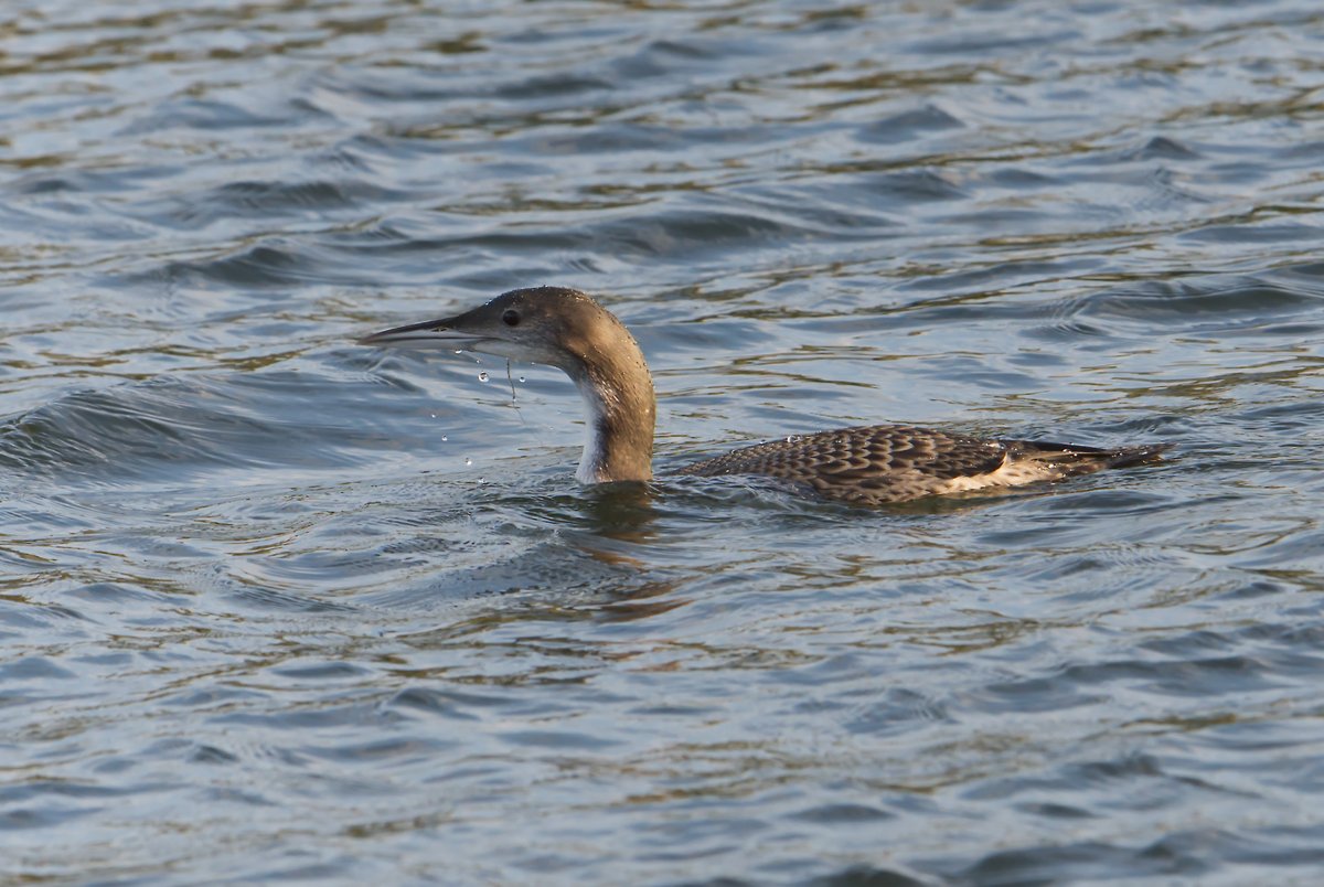 Skeights's tweet photo. Juvenile, Great Northern Diver, on the river Welland at Deeping High Bank, Crowland recently @Lincsbirding @lincsbirders @BTO_Lincs @LincsWildlife https://t.co/v3LXstxciN